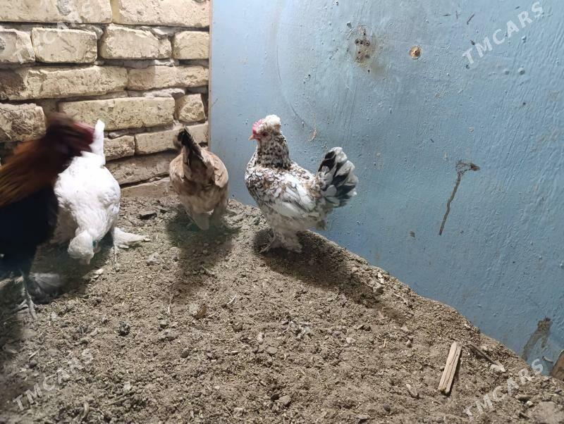 troyka karlik - Туркменабат - img 2