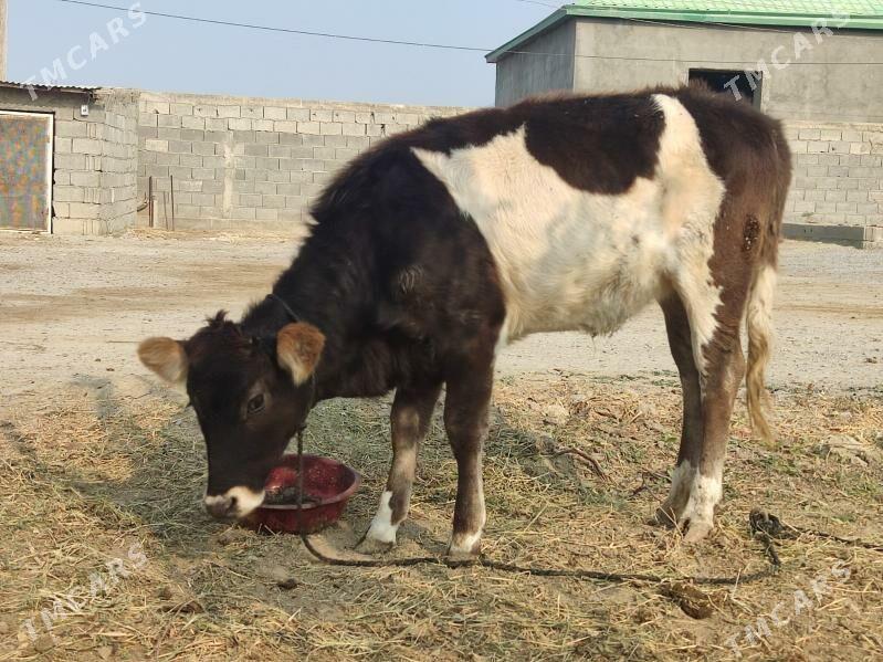 Tohum tuwe - Gökdepe - img 3