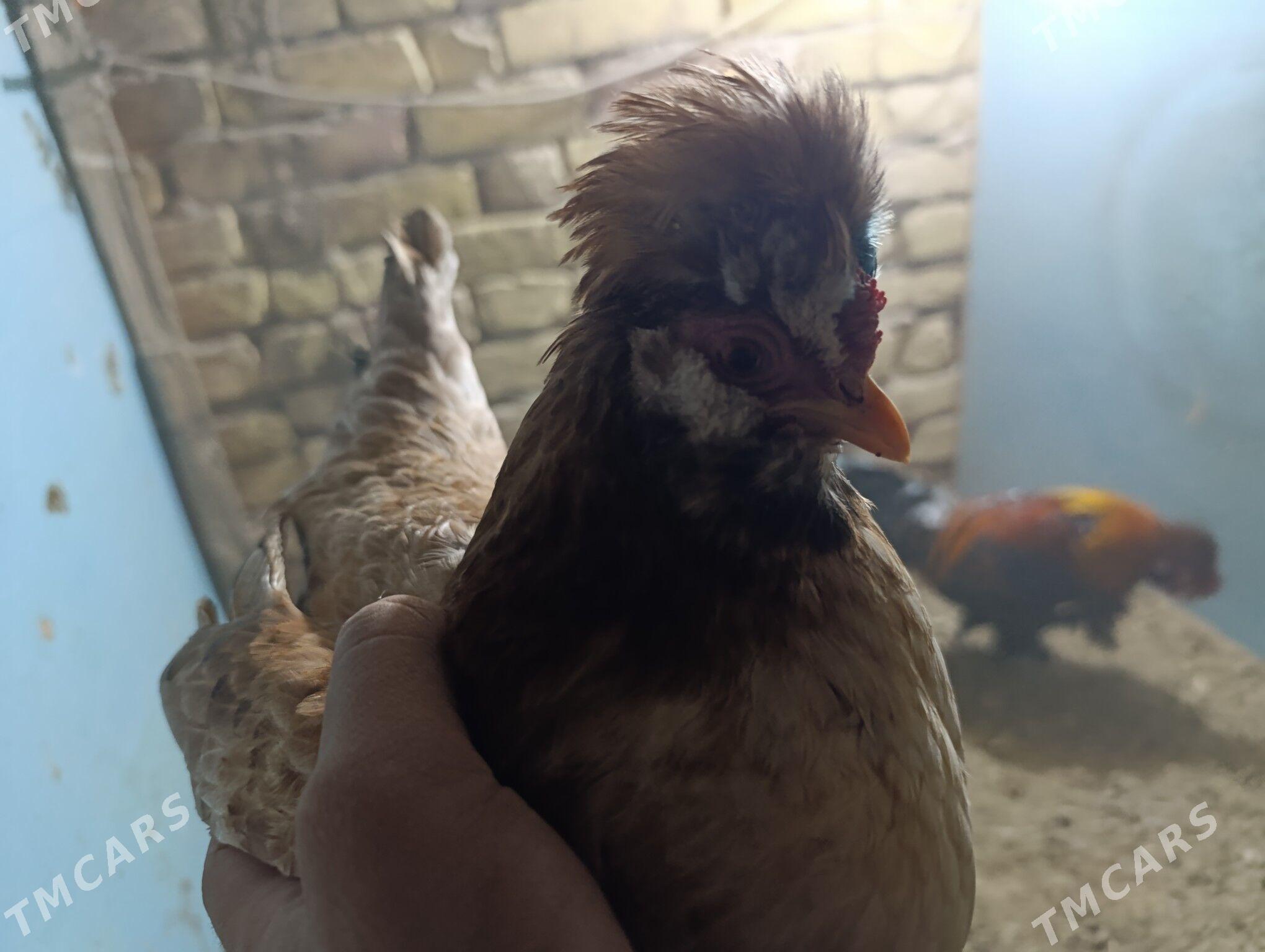 troyka karlik - Туркменабат - img 3