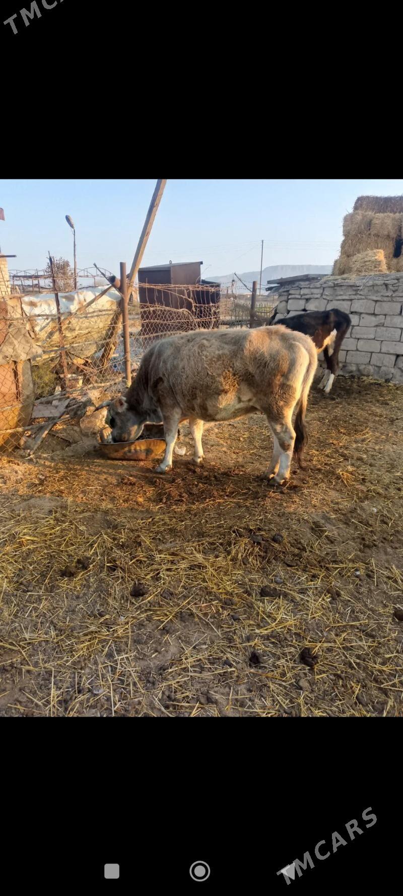 sygyr - Балканабат - img 2