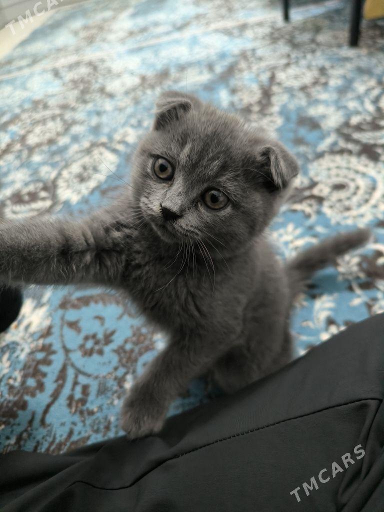 шотландские  вислоухие - Aşgabat - img 2