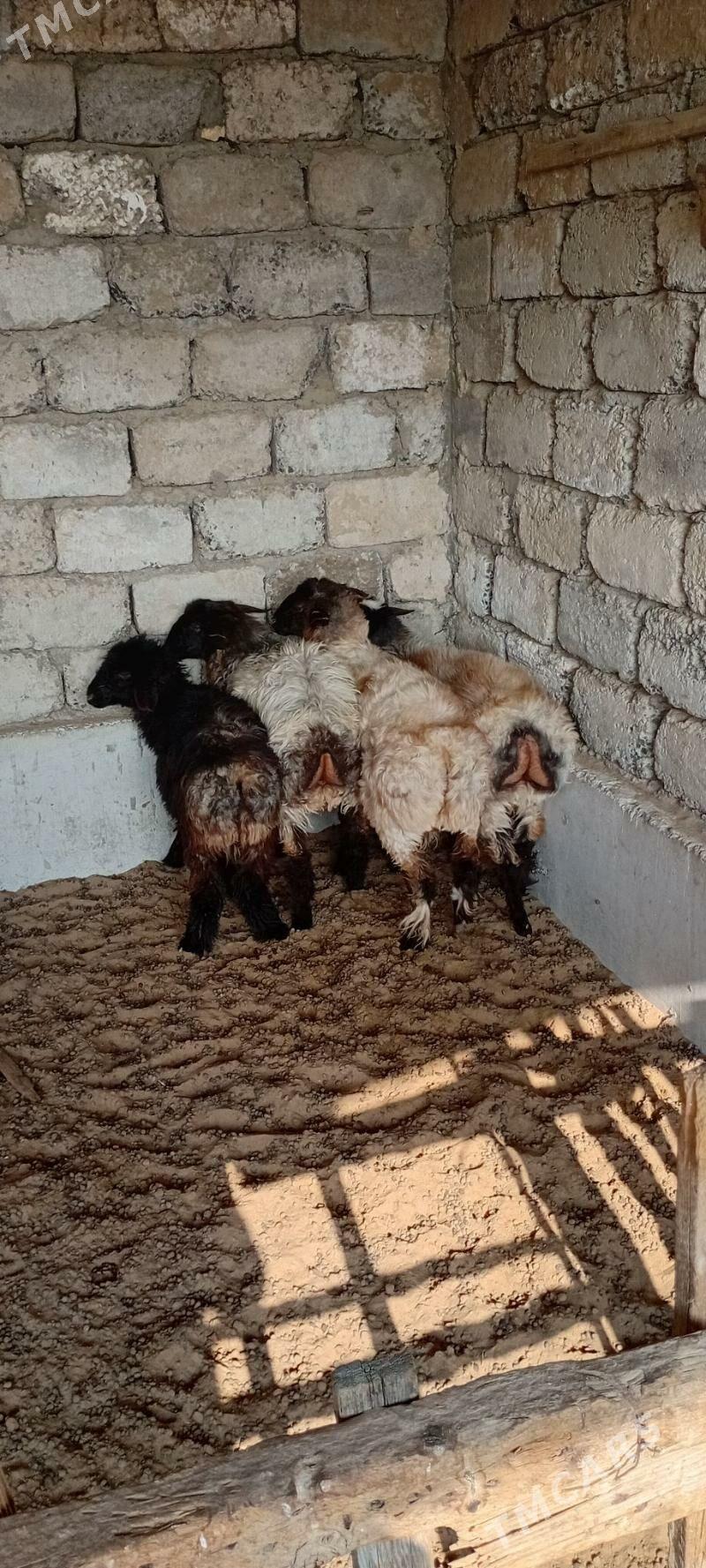 Arassaja tokgullar - Garadamak Şor - img 1