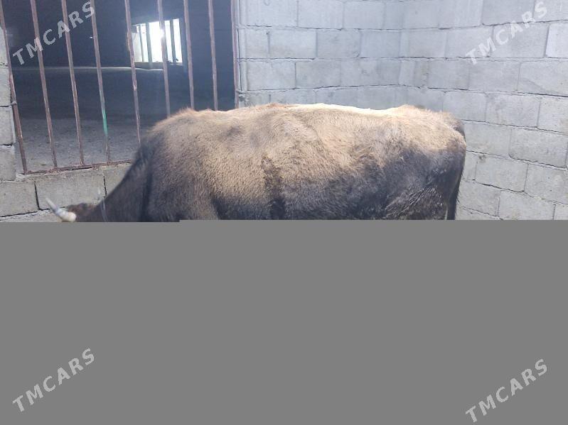 tohum tuwe - Gökdepe - img 2