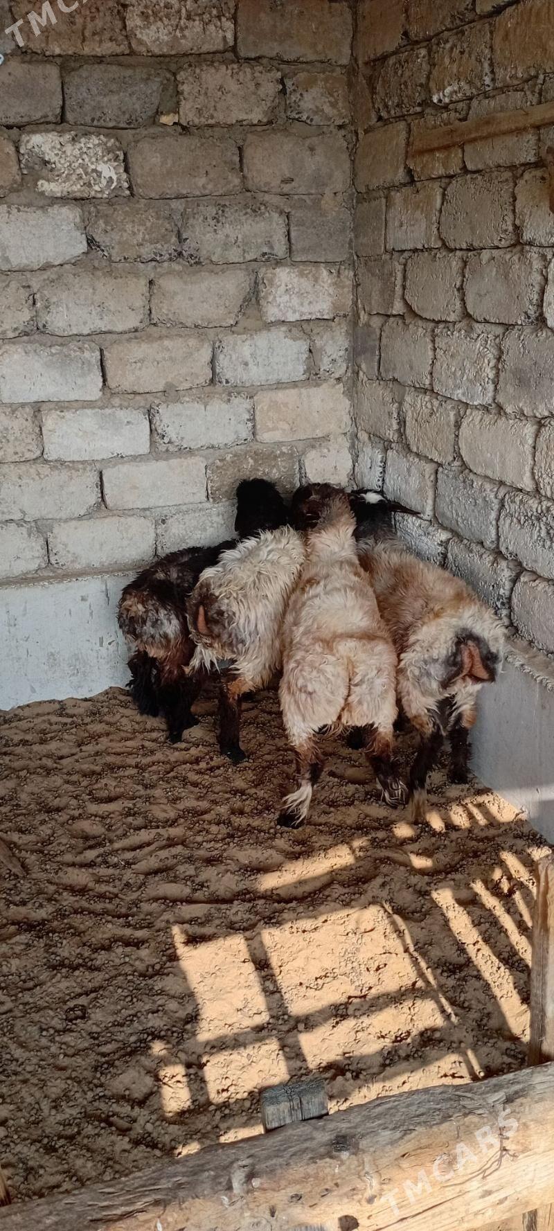 Arassaja tokgullar - Garadamak Şor - img 2