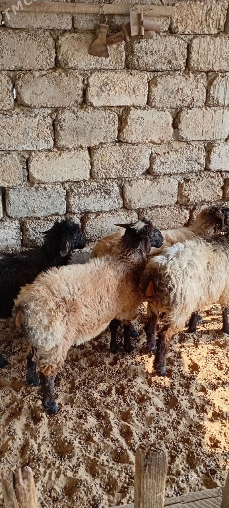 Arassaja tokgullar - Garadamak Şor - img 4