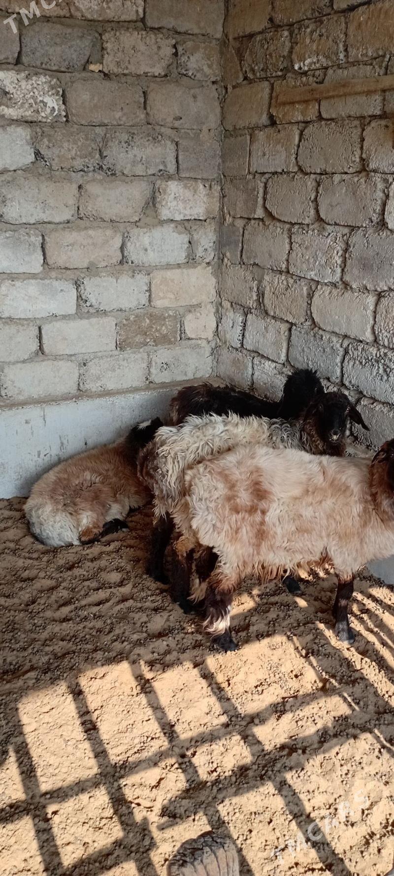 Arassaja tokgullar - Garadamak Şor - img 5