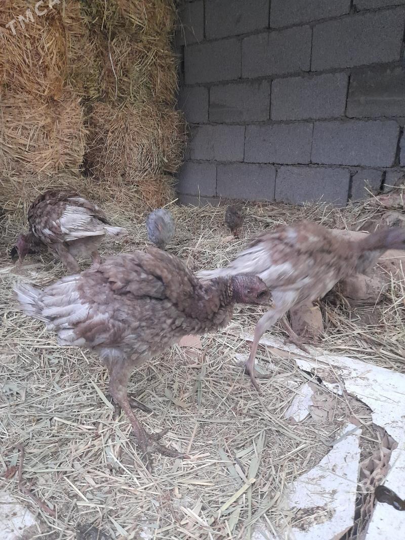 induk,sesarka,gigant,brama - Багир - img 4