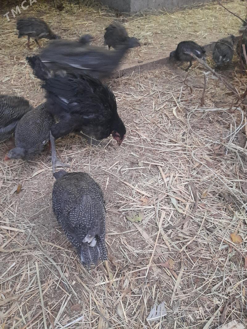 induk,sesarka,gigant,brama - Багир - img 6