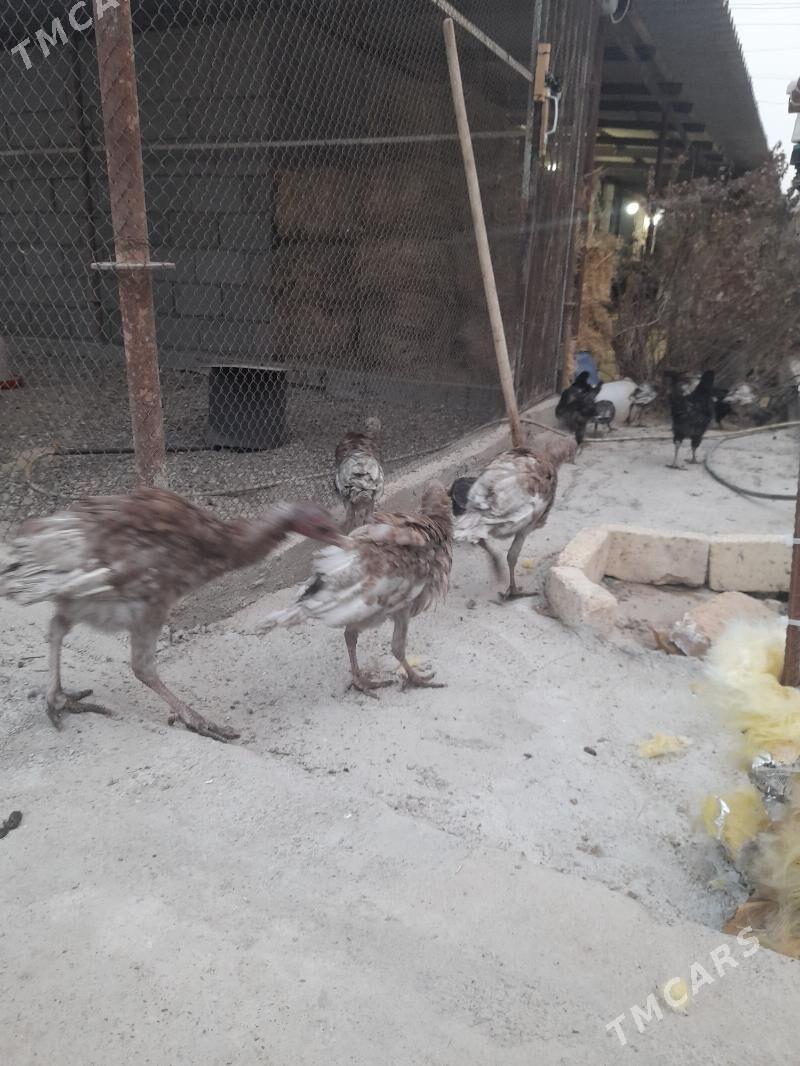 induk,sesarka,gigant,brama - Багир - img 7