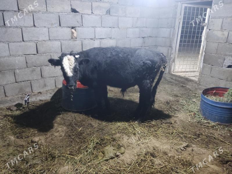 tohum okuz - Гёкдепе - img 2