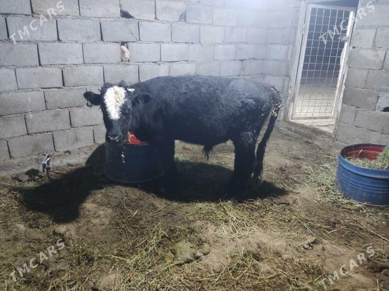 tohum okuz - Гёкдепе - img 3