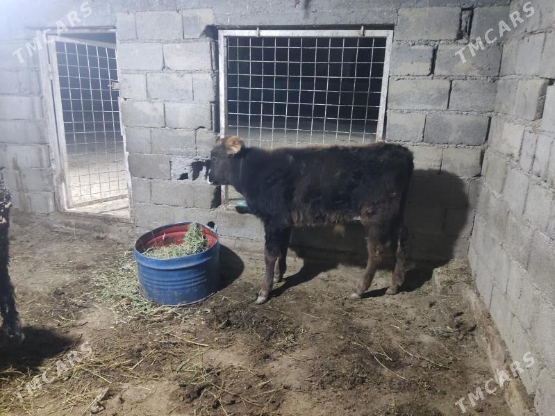 tohum okuz - Gökdepe - img 3