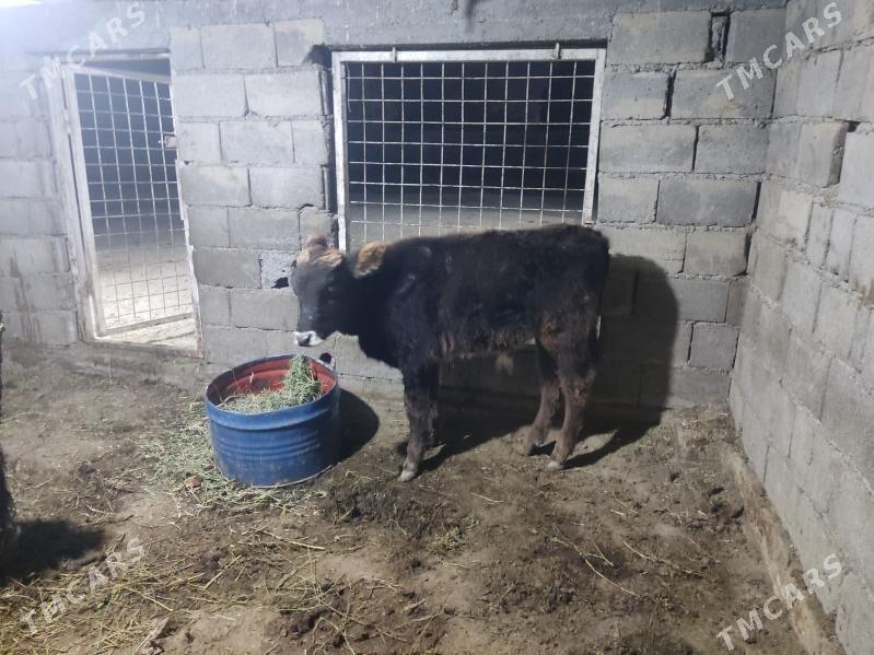 tohum okuz - Gökdepe - img 2