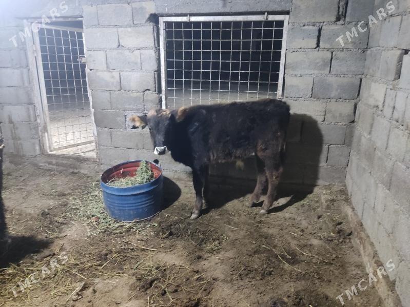 tohum okuz - Gökdepe - img 1