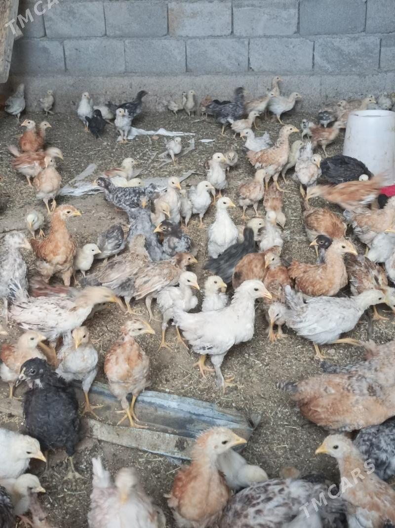 1aylk tovuk jujeler - Änew - img 2