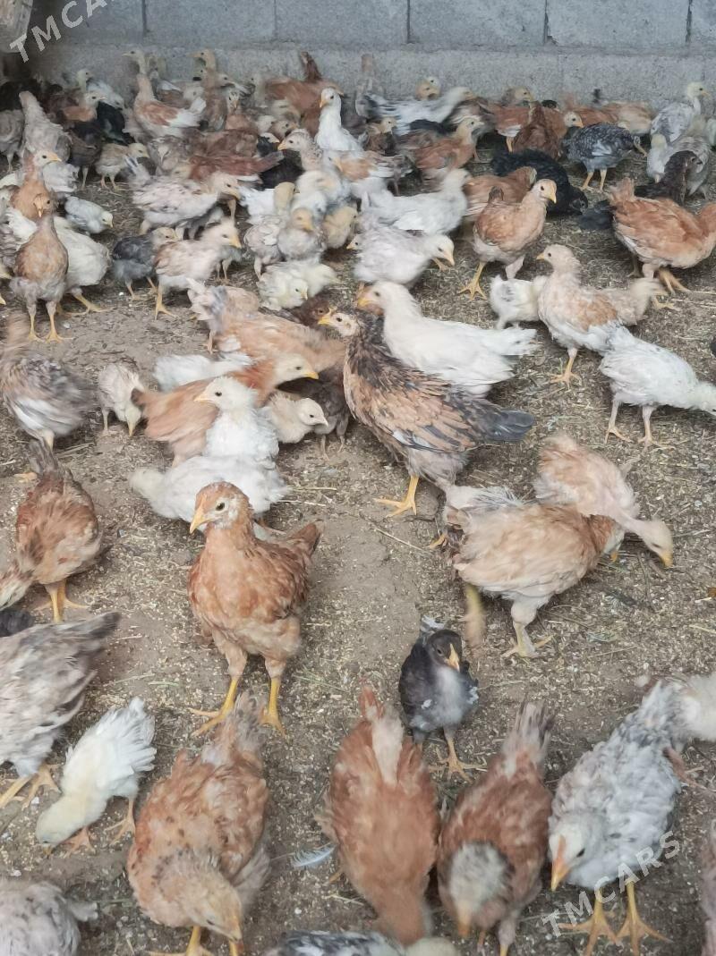 1aylk tovuk jujeler - Änew - img 1