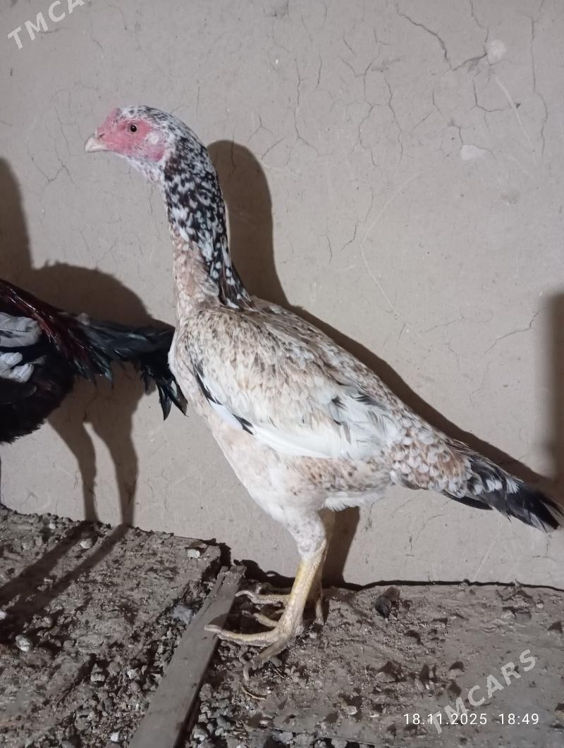 TASGENT TOWUK - Murgap - img 2