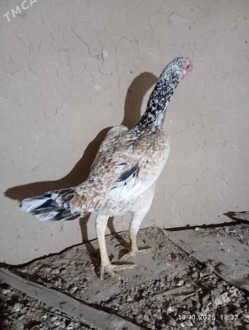 TASGENT TOWUK - Murgap - img 3