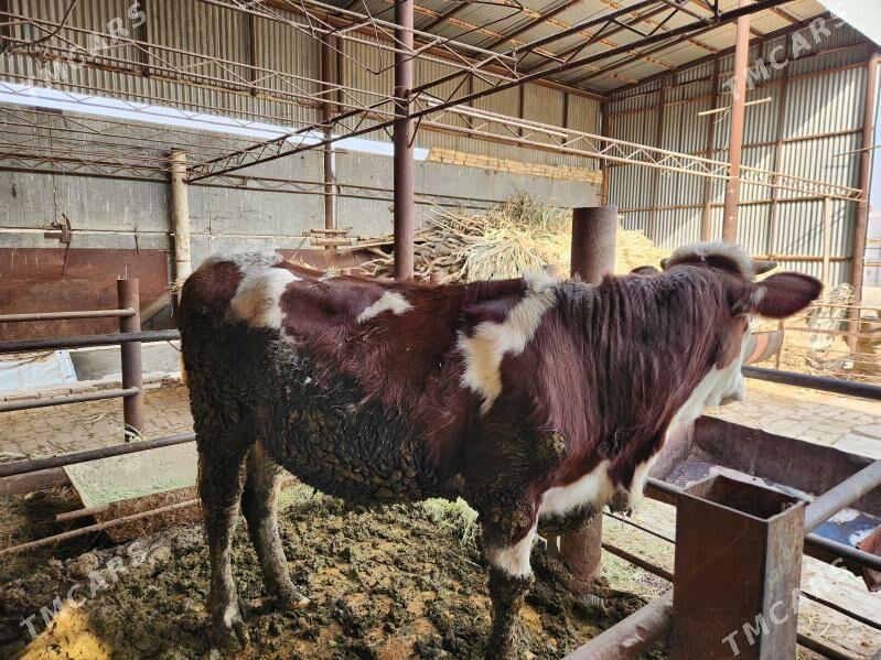 Gulajyn - Мары - img 2