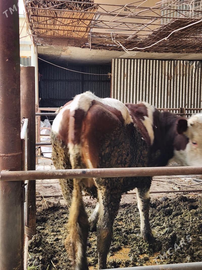 Gulajyn - Мары - img 5