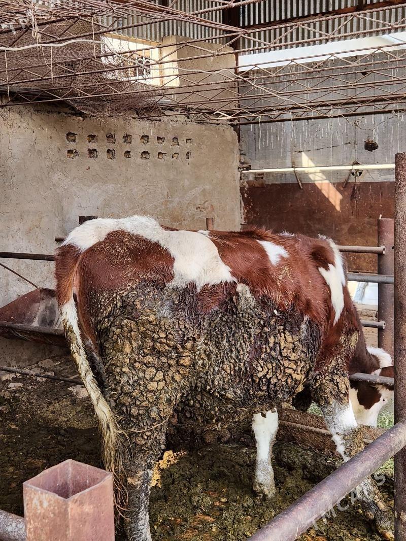 Gulajyn - Мары - img 4