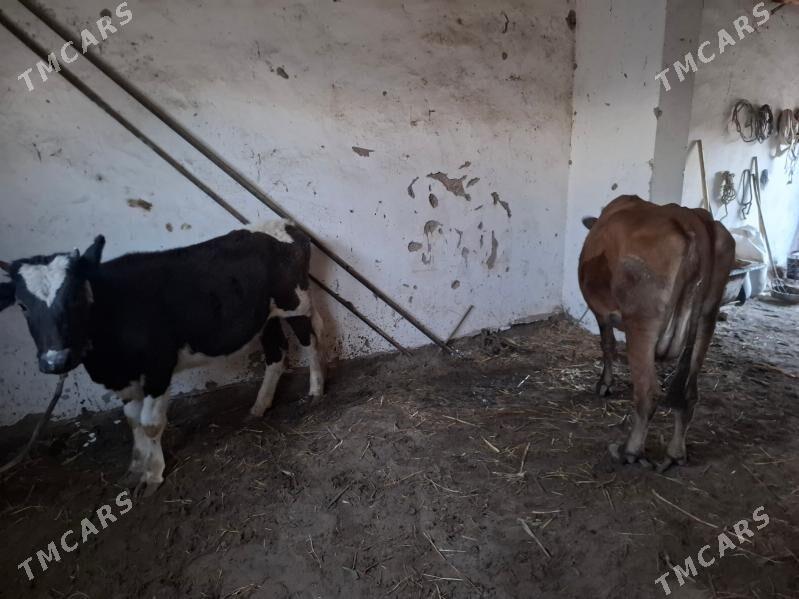 Gacar - Şabat etr. - img 2