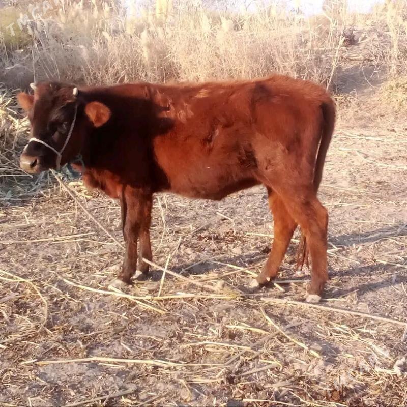 gaçar - Akdepe - img 1