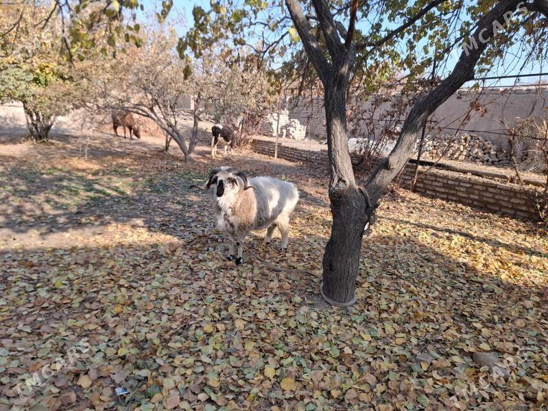 Goc - Şabat etr. - img 1