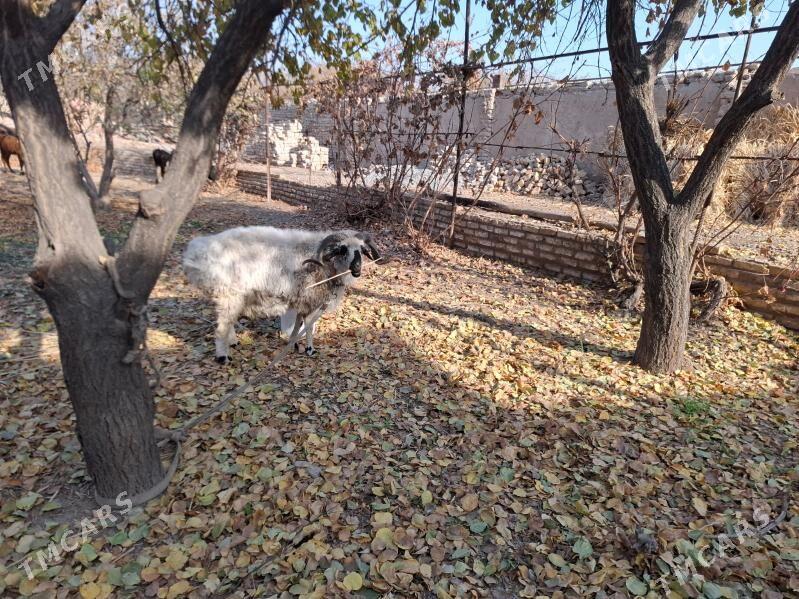 Goc - Şabat etr. - img 3