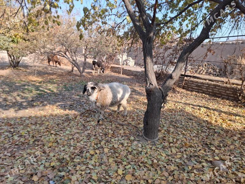 Goc - Şabat etr. - img 4