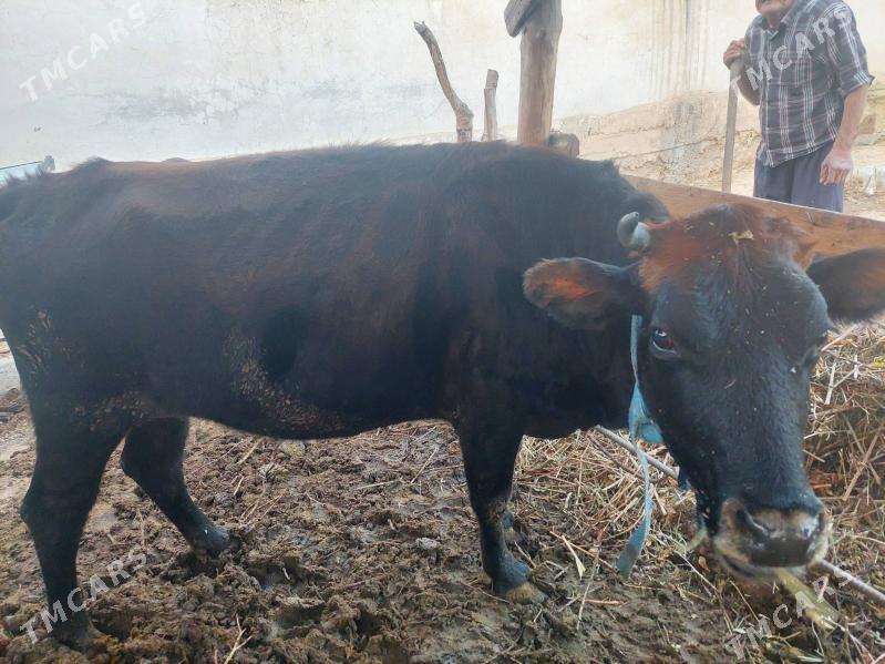 sygyr - Gökje - img 2