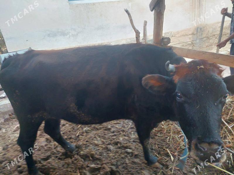 sygyr - Gökje - img 3