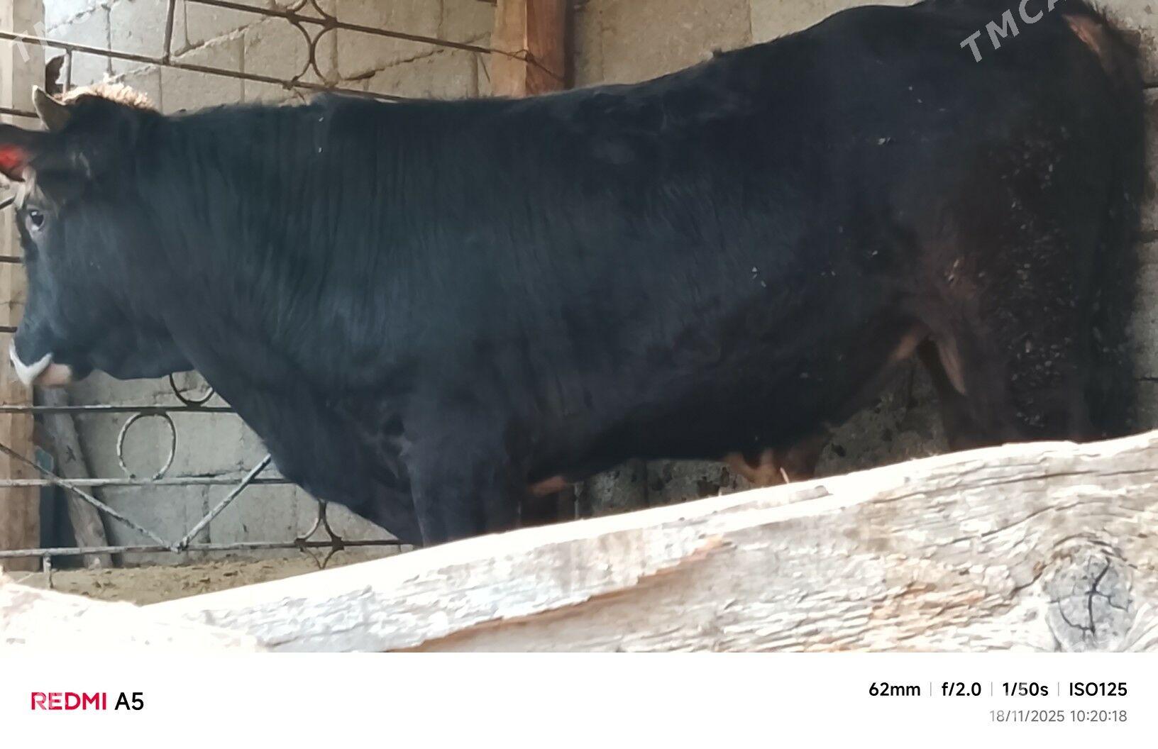 ökiz - Büzmeýin - img 2