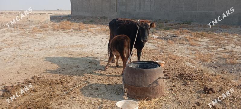 Gibrit tohum - Gyzylarbat - img 2