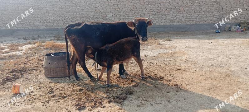 Gibrit tohum - Gyzylarbat - img 3