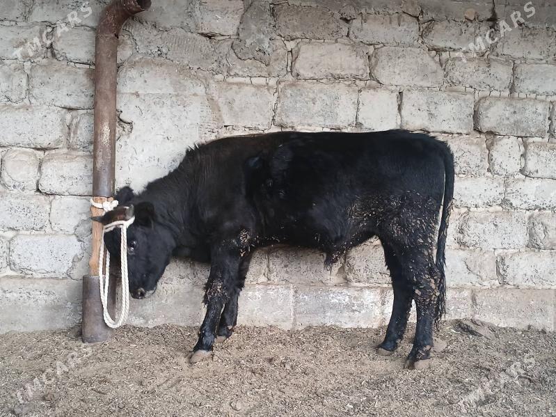 okuz - Ak bugdaý etraby - img 2