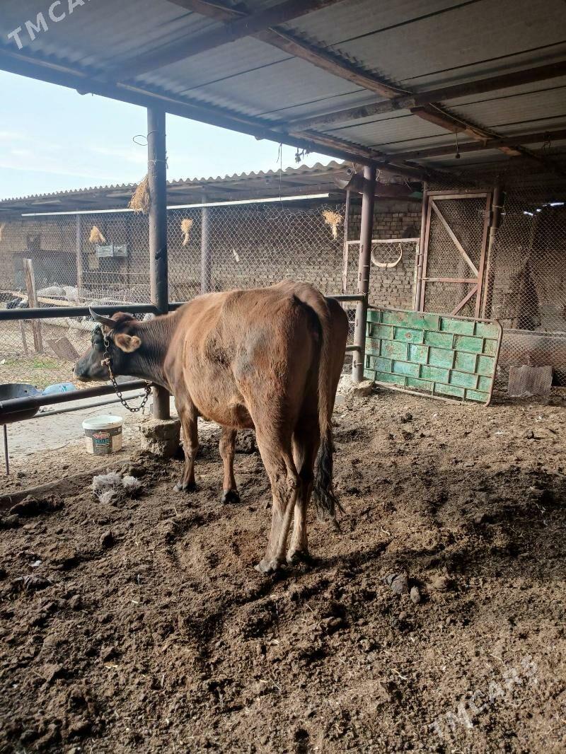 gysyr sygyr - Ак-Бугдайский этрап - img 2