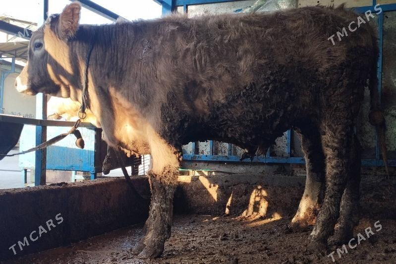 Ökuz Sives - Хитровка - img 4