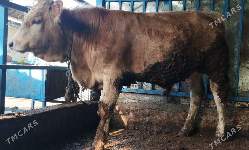 Ökuz Sives - Хитровка - img 3