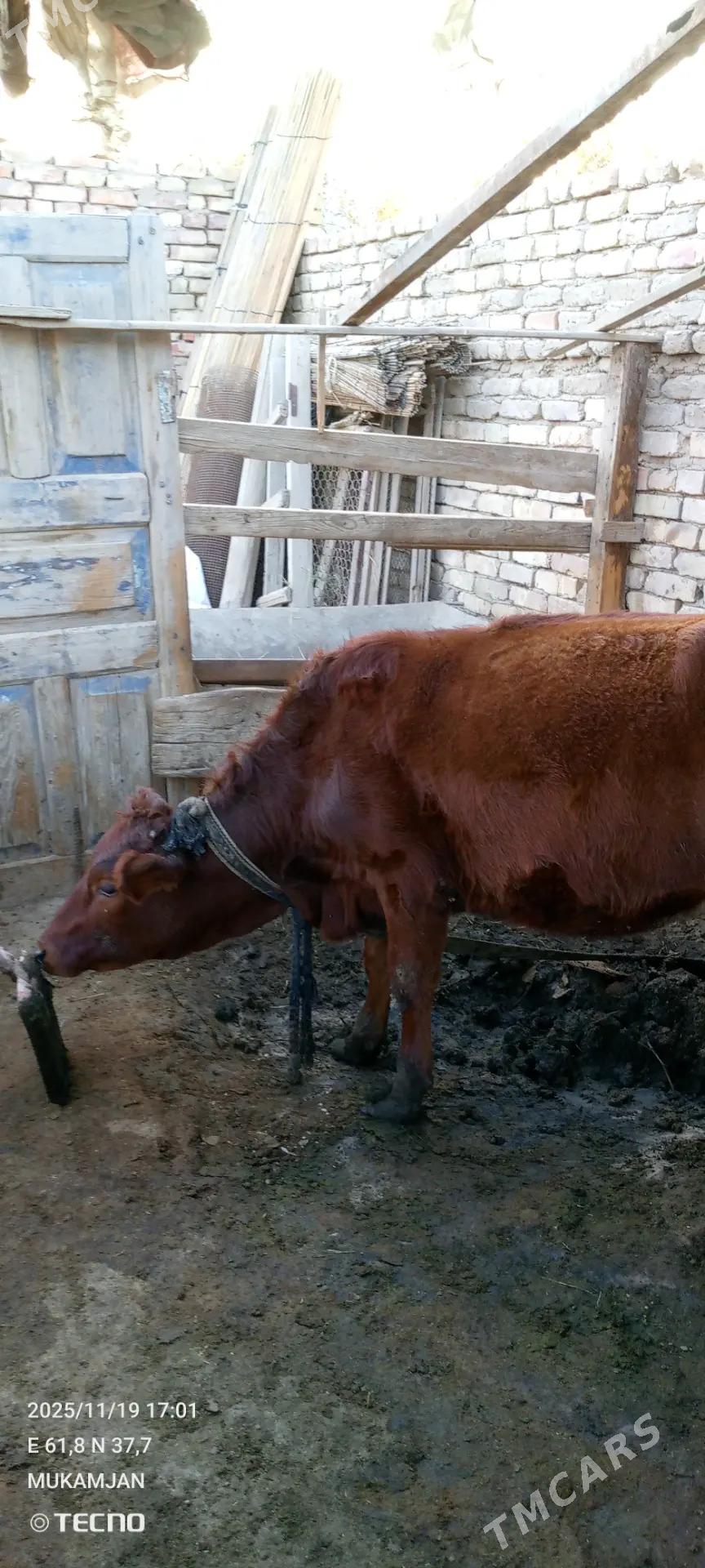 gulajyn bir yasan - Mary - img 3