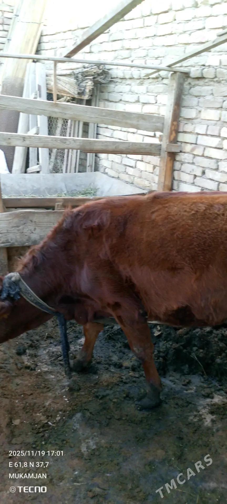 gulajyn bir yasan - Mary - img 2