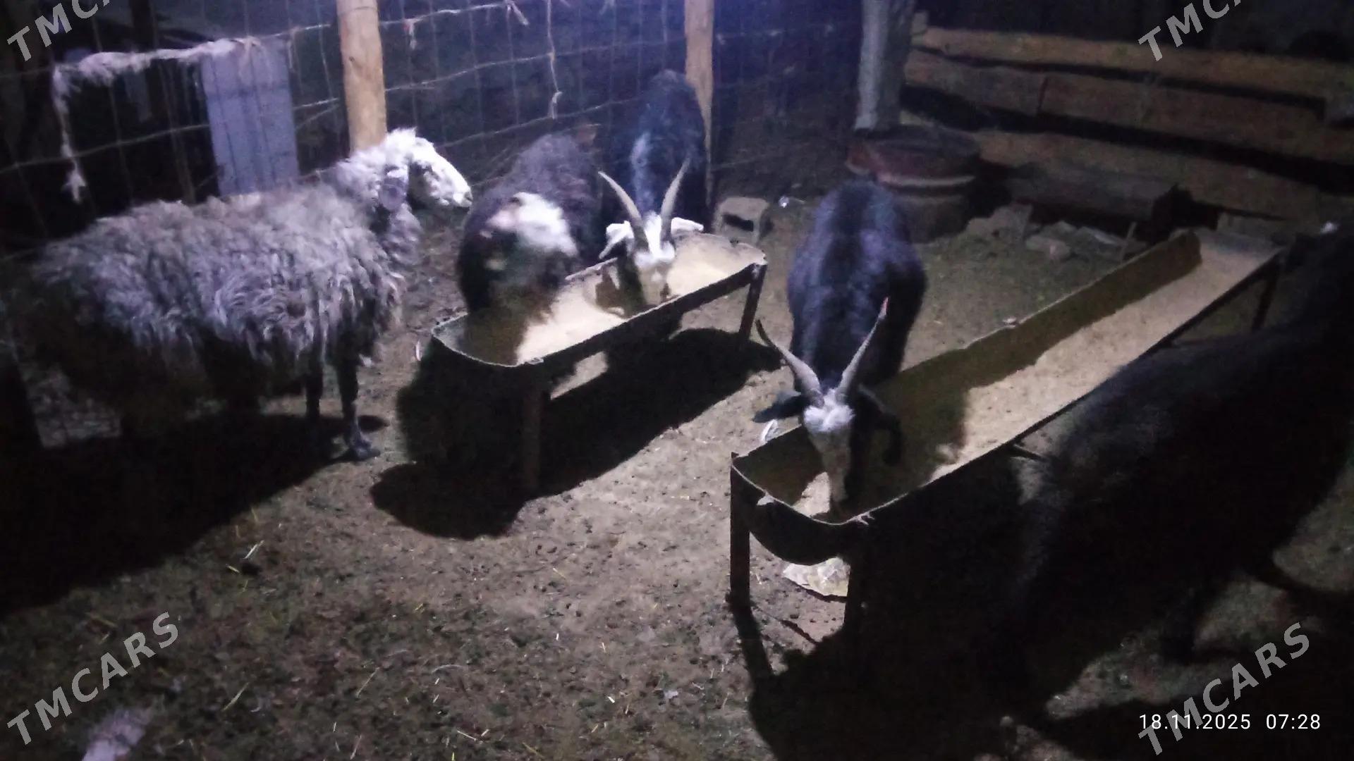 goyun - Gyzylarbat - img 1