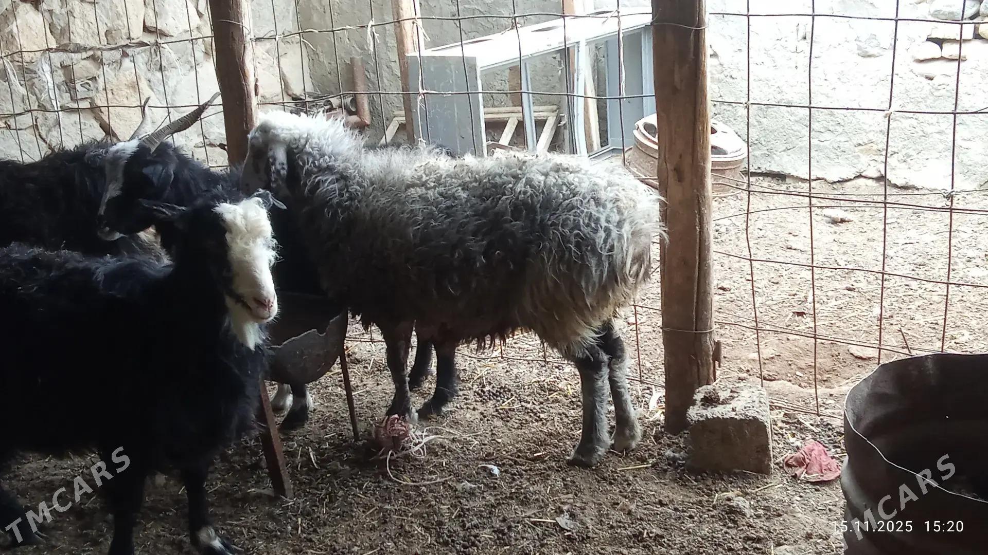 goyun - Gyzylarbat - img 3