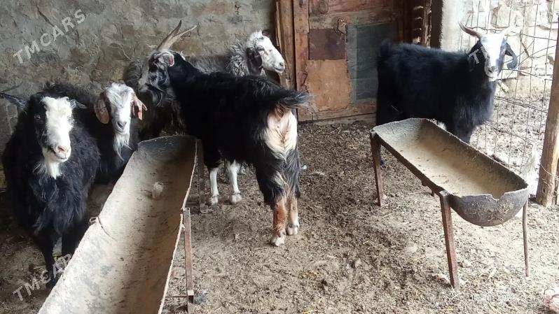 goyun - Gyzylarbat - img 2