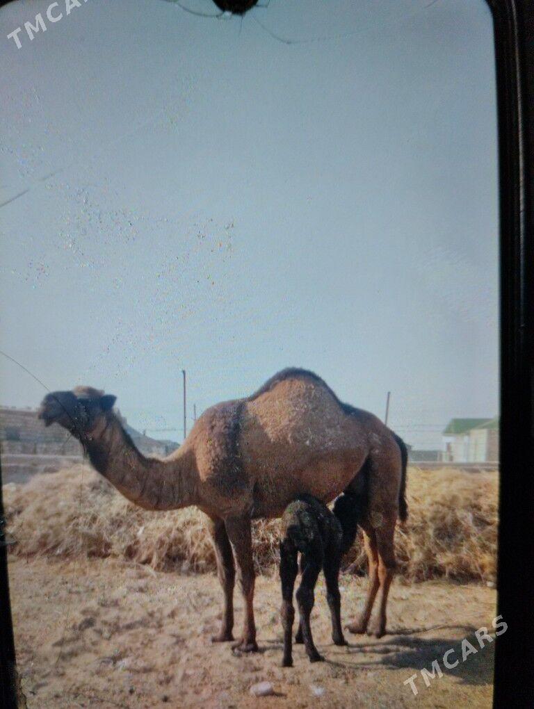 kosekli duye - Balkanabat - img 2