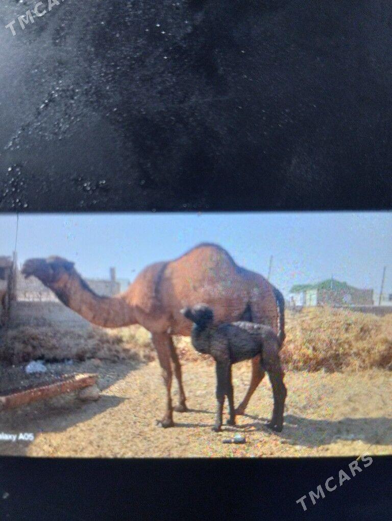 kosekli duye - Balkanabat - img 1