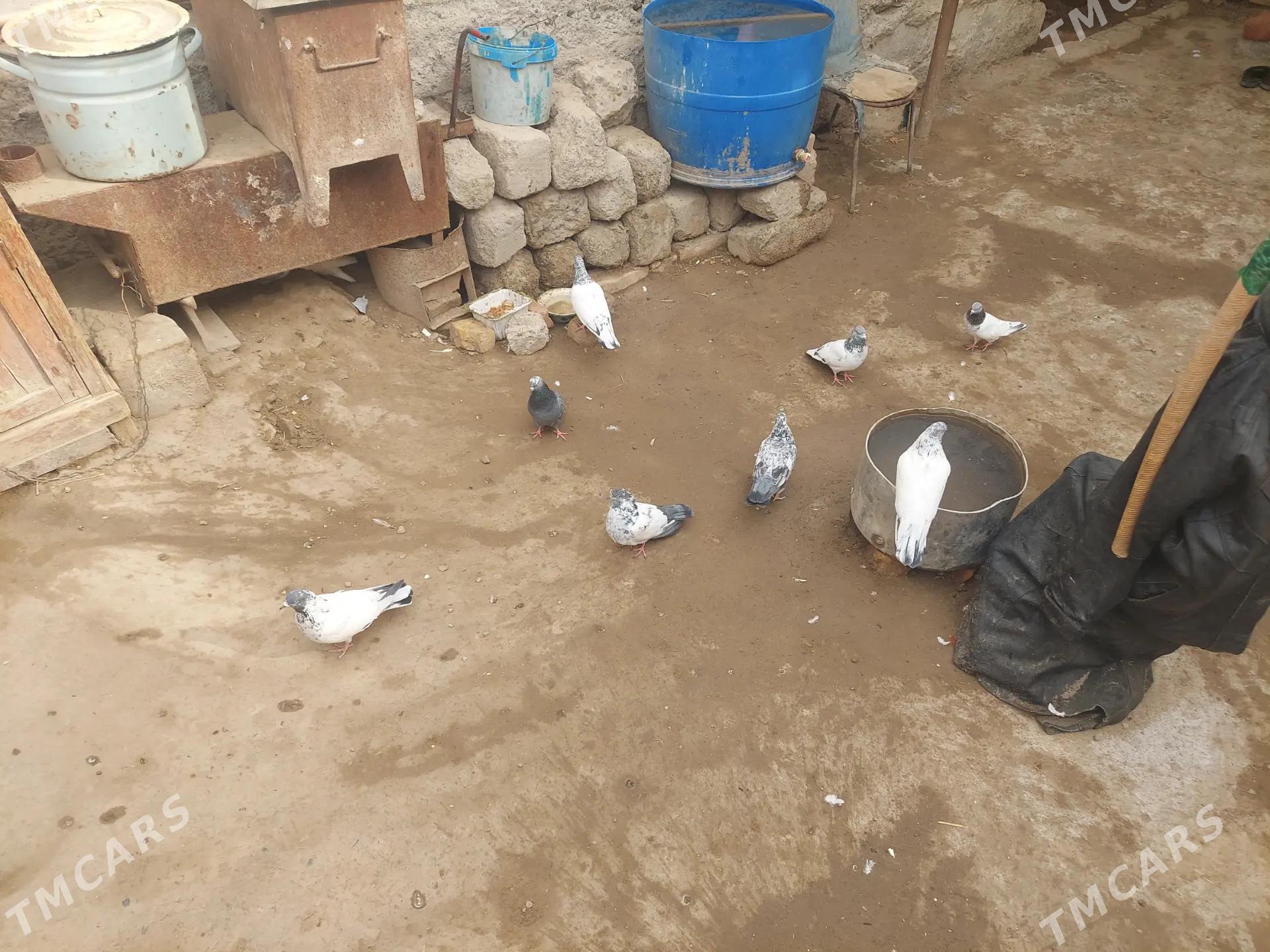 kepteri - Türkmenabat - img 2