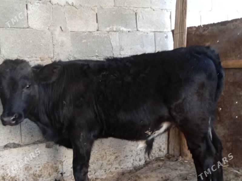 okiz - Änew - img 2