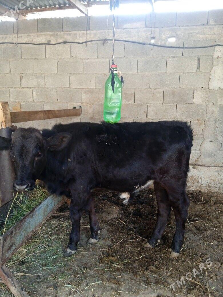 okiz - Änew - img 4