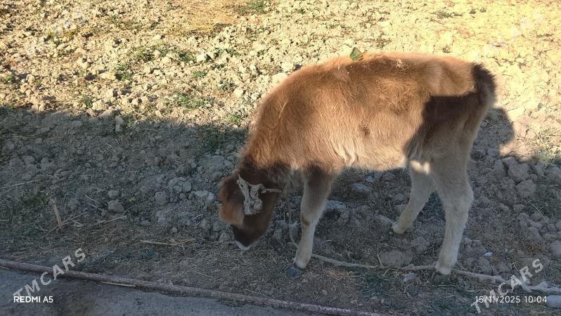 gôle - Gökdepe - img 2